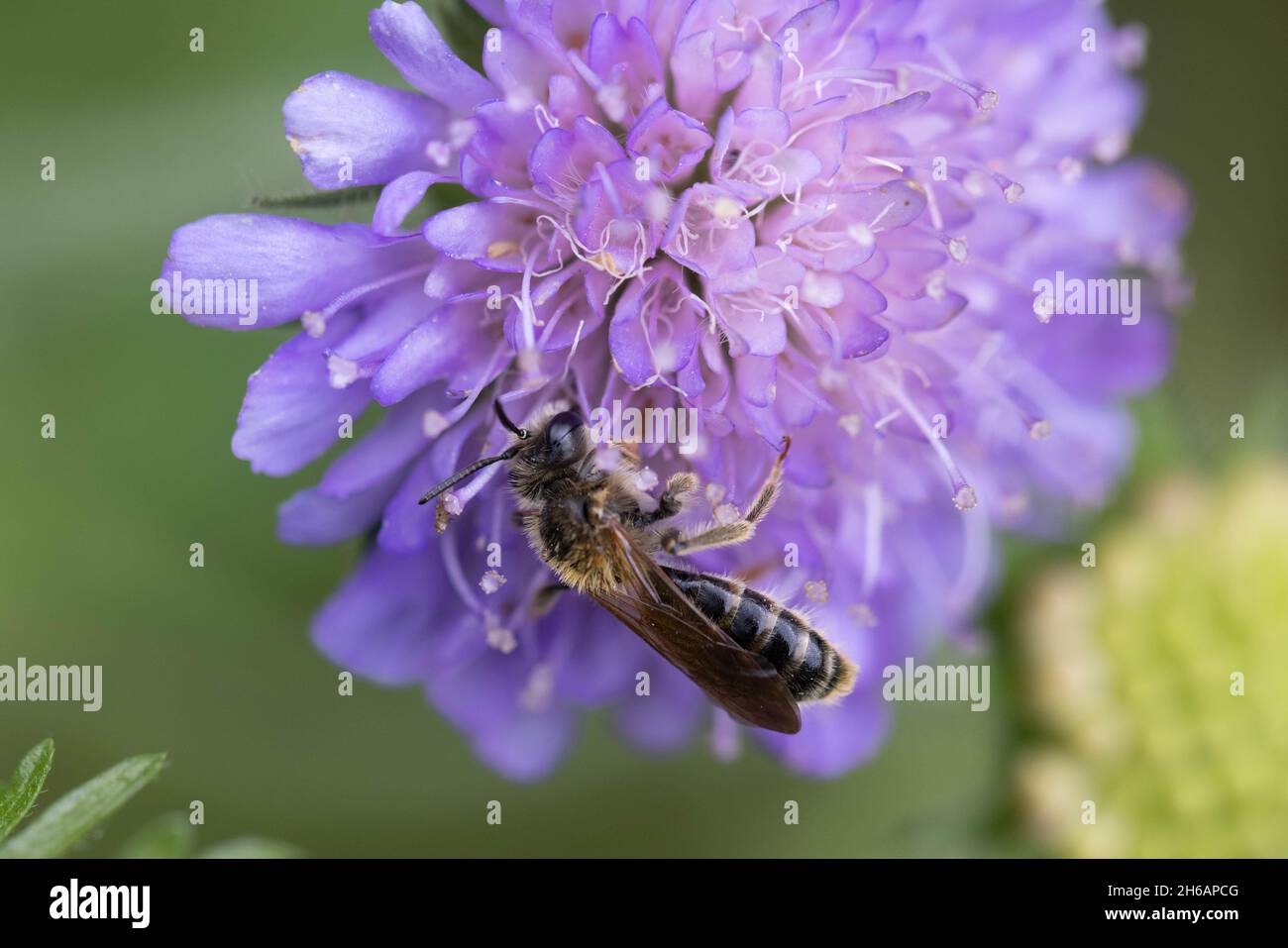 Halictus scabiosae, the great banded furrow-bee Stock Photo