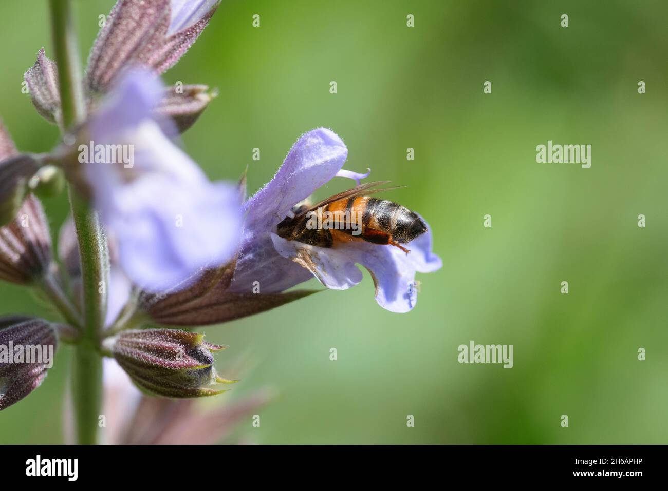 Honey bee (Apis mellifera) feeding on catnip Stock Photo