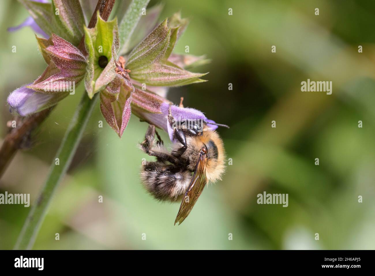 Ackerhummel (Bombus pascuorum), Common Carder Bee Stock Photo