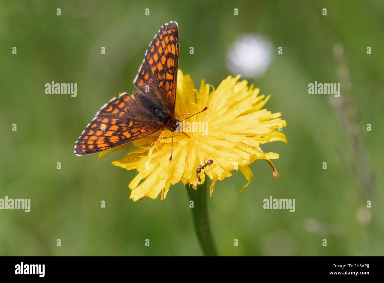 Heath Fritillary (Melitaea athalia) Stock Photo