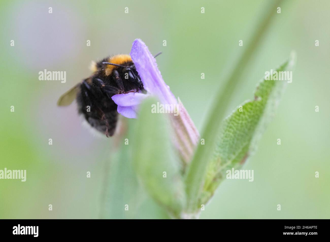 Gartenhummel (Bombus hortorum), garden bumblebee Stock Photo