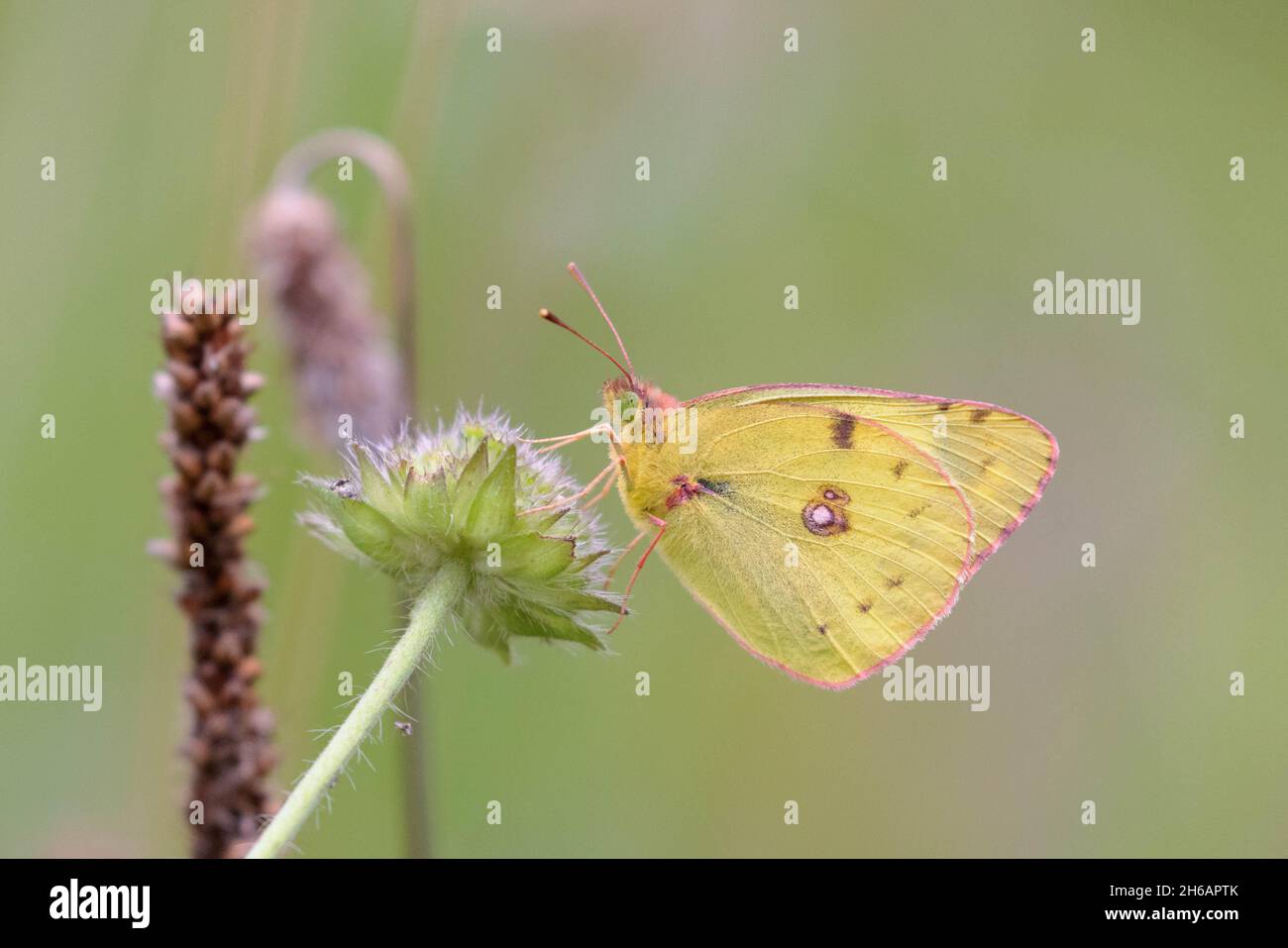 Colias hyale, Pale Clouded Yellow Stock Photo