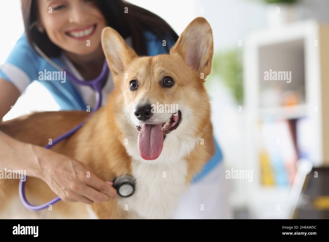 Smiling female veterinarian doctor listens with stethoscope to dog at medical appointment Stock Photo