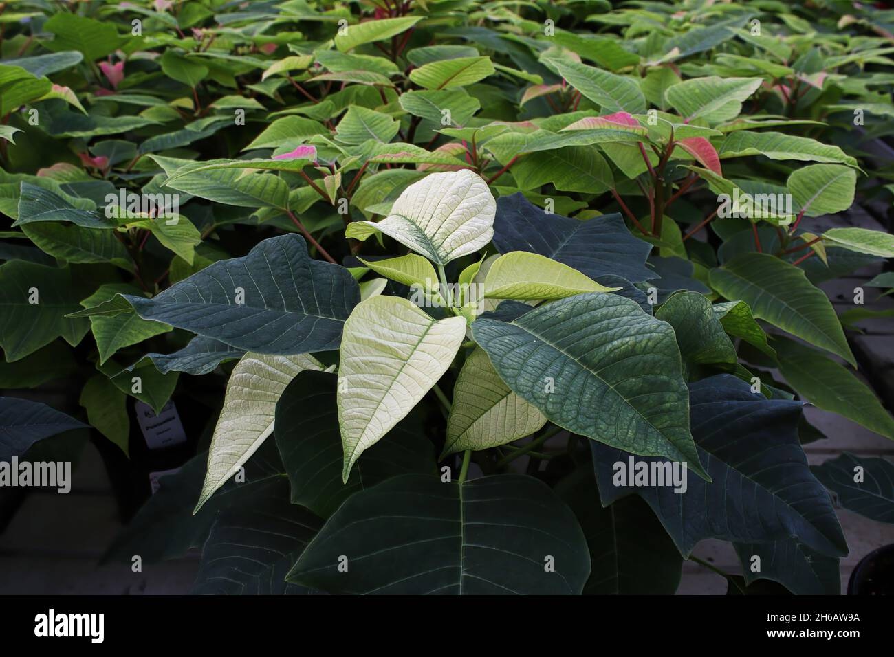 A green poinsettia changing color to white Stock Photo - Alamy