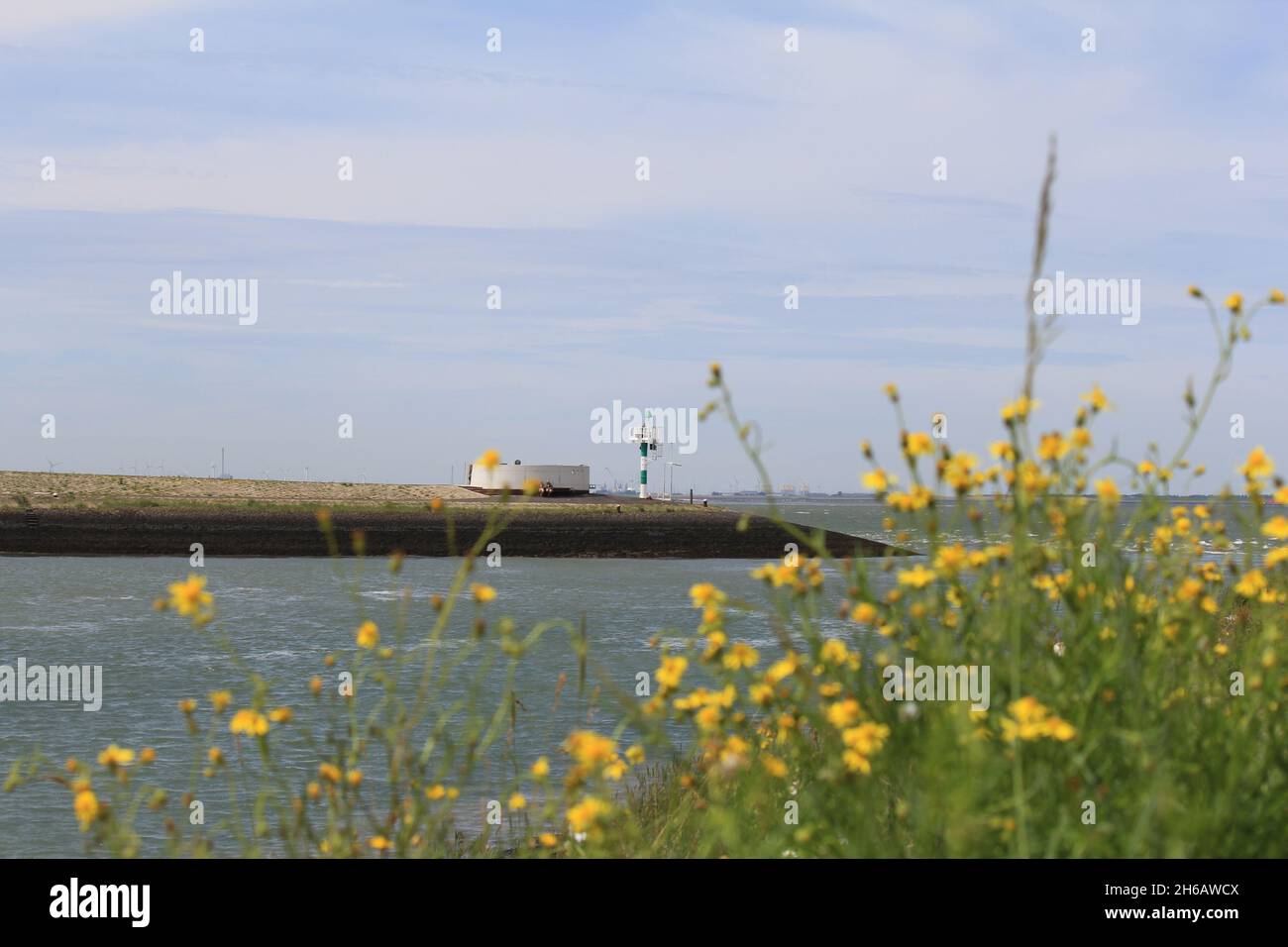 coast landscape in terneuzen with a location for ship spotting at a pier along the westerschelde sea and a plant with yellow flowers in front in summe Stock Photo