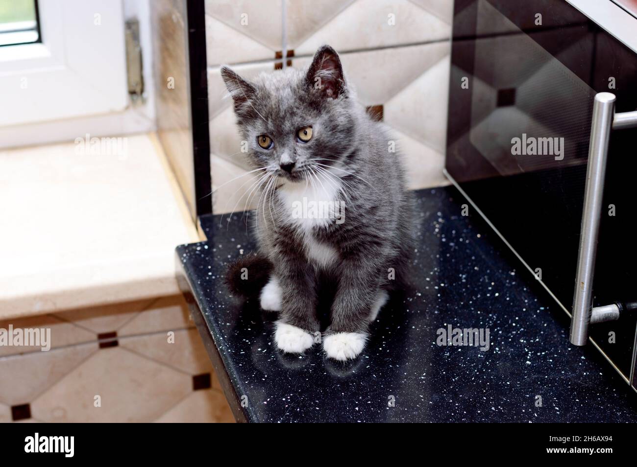 scottish bicolor blue kitten sitting in the kitchen, kitten in the kitchen, pet kitten, theme pet cats and kittens Stock Photo