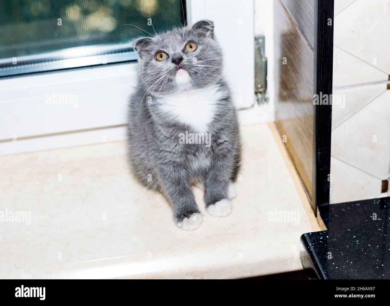 scottish bicolor blue kitten by the window in the kitchen, kitten in the kitchen, pet kitten, theme pet cats and kittens Stock Photo