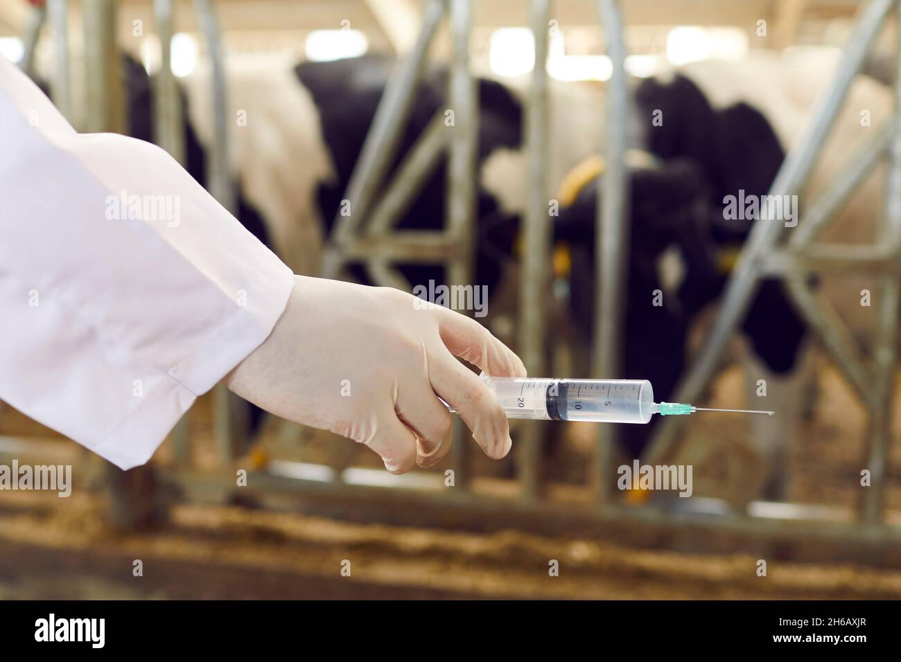 Closeup of livestock vet's hand in medical glove holding syringe with vaccine for cows Stock Photo