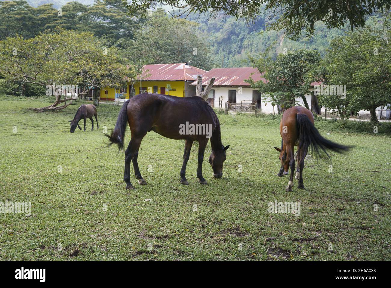 Pasturing A group of brown horses pasturing in a green farm Stock Photo - Alamy
