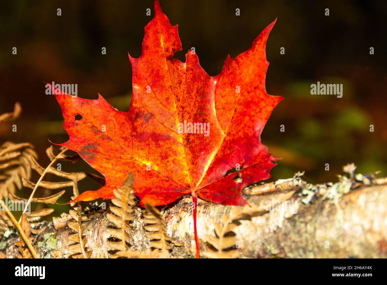 A bright red maple leaf in the forest background Stock Photo - Alamy