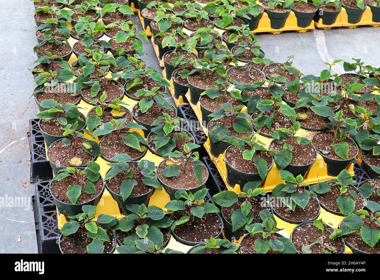 Rows of poinsettia plants in green pots growing Stock Photo Alamy