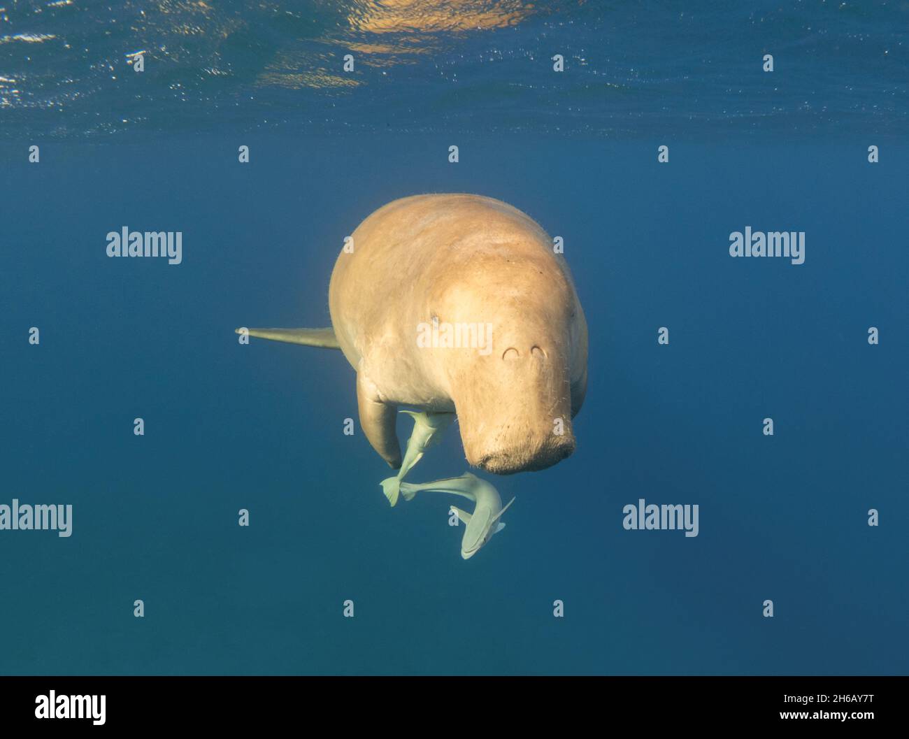 Dugong swims under the surface of the sea. Front view. Sea cow, a rare  marine animal Stock Photo - Alamy