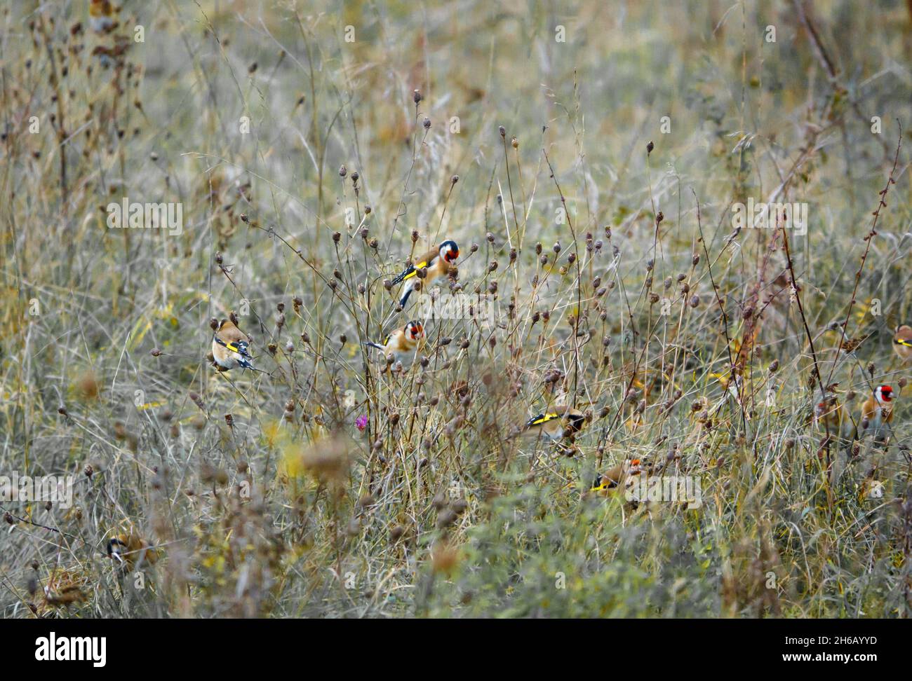 a flock of Goldfinches (Carduelis carduelis) on Salisbury Plain Wiltshire UK Stock Photo