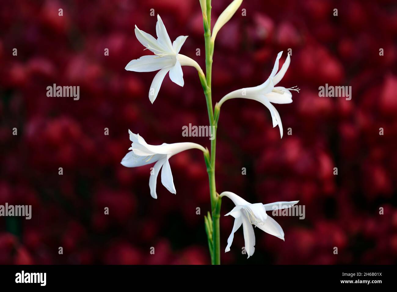 Watsonia borbonica ardernei,Watsonia borbonica subsp ardernei,white flowers red background,white flower with red background,flower,flowering,bloom,Cap Stock Photo