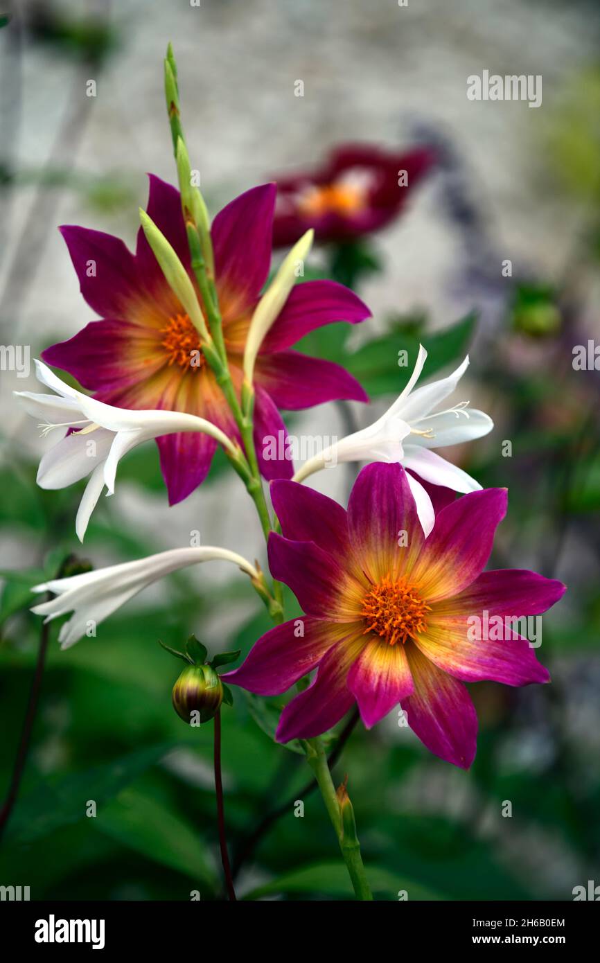 Watsonia borbonica subsp ardernei,Dahlia bright eyes,white,pink,coral pink flowers,flower,flowering,bloom,Cape Horn Lily,mixed planting scheme,Out of Stock Photo