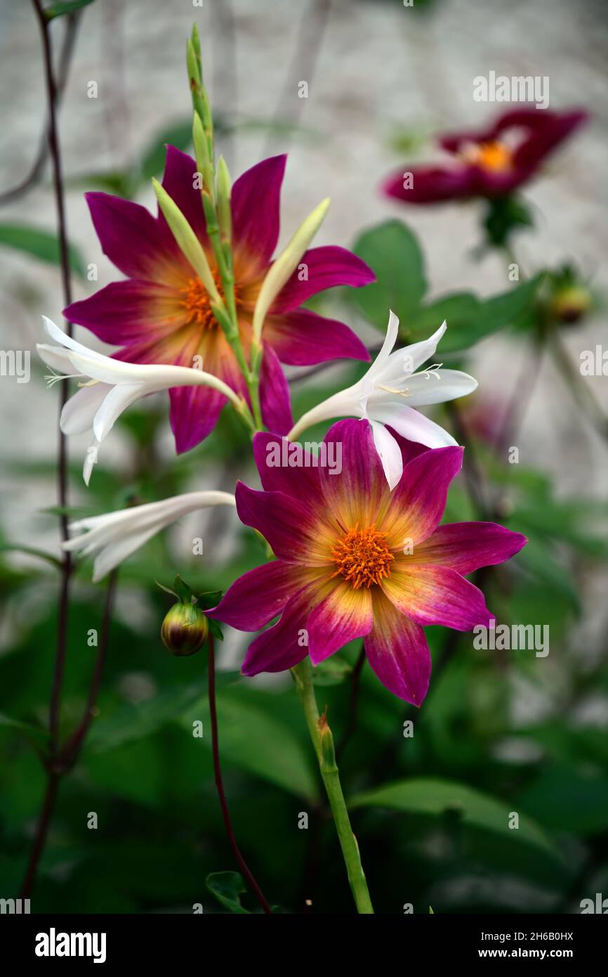 Watsonia borbonica subsp ardernei,Dahlia bright eyes,white,pink,coral pink flowers,flower,flowering,bloom,Cape Horn Lily,mixed planting scheme,Out of Stock Photo