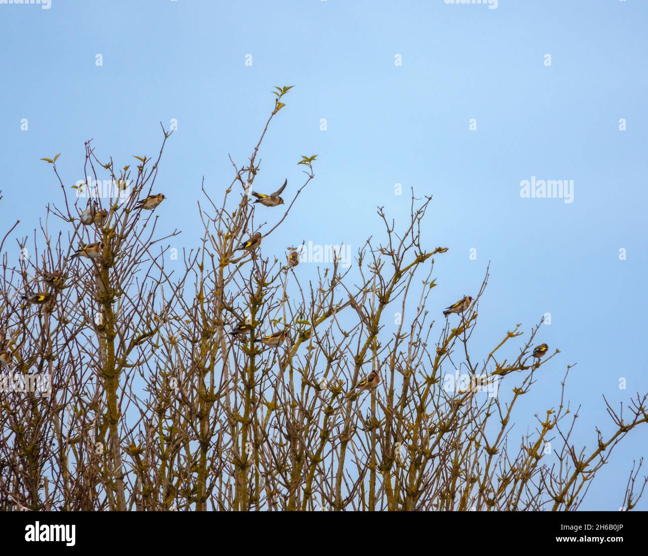 a flock of Goldfinches (Carduelis carduelis) on Salisbury Plain Wiltshire UK Stock Photo