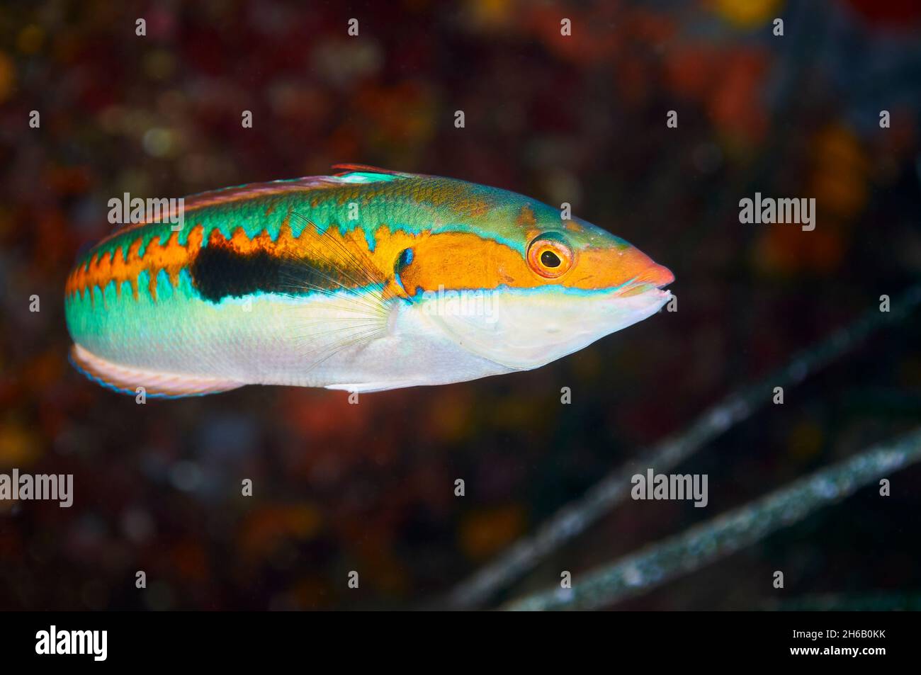 Closeup of mediterranean rainbow wrasse (Coris julis) in secondary-phase male livery in Ses Salines Natural Park (Formentera, Mediterranean Sea,Spain) Stock Photo