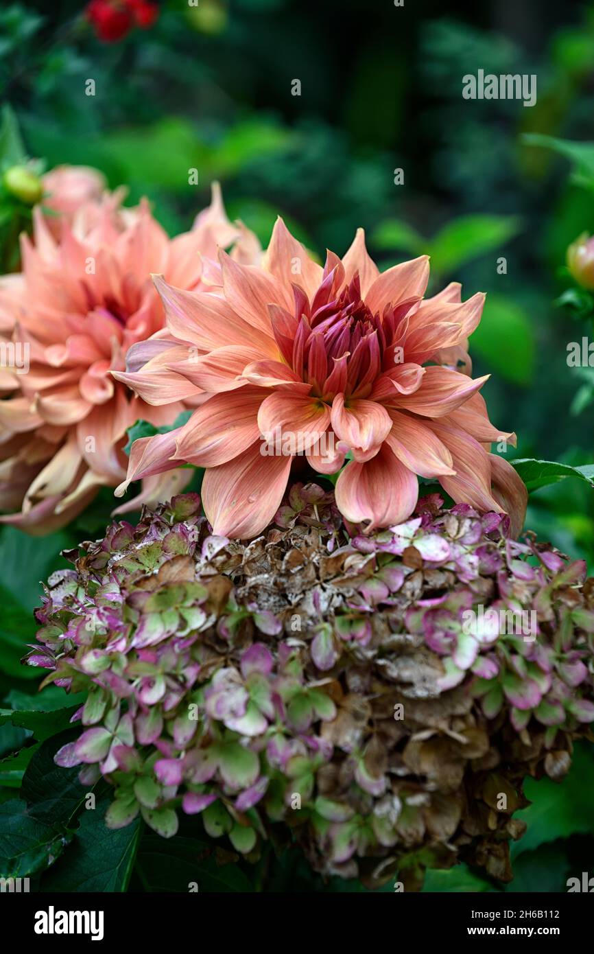 Dahlia Belle of Barmera,Decorative dahlia,dahlias,dinnerplate dahlia,peach coral pink flowers,flower,flowering,late summer,RM Floral Stock Photo