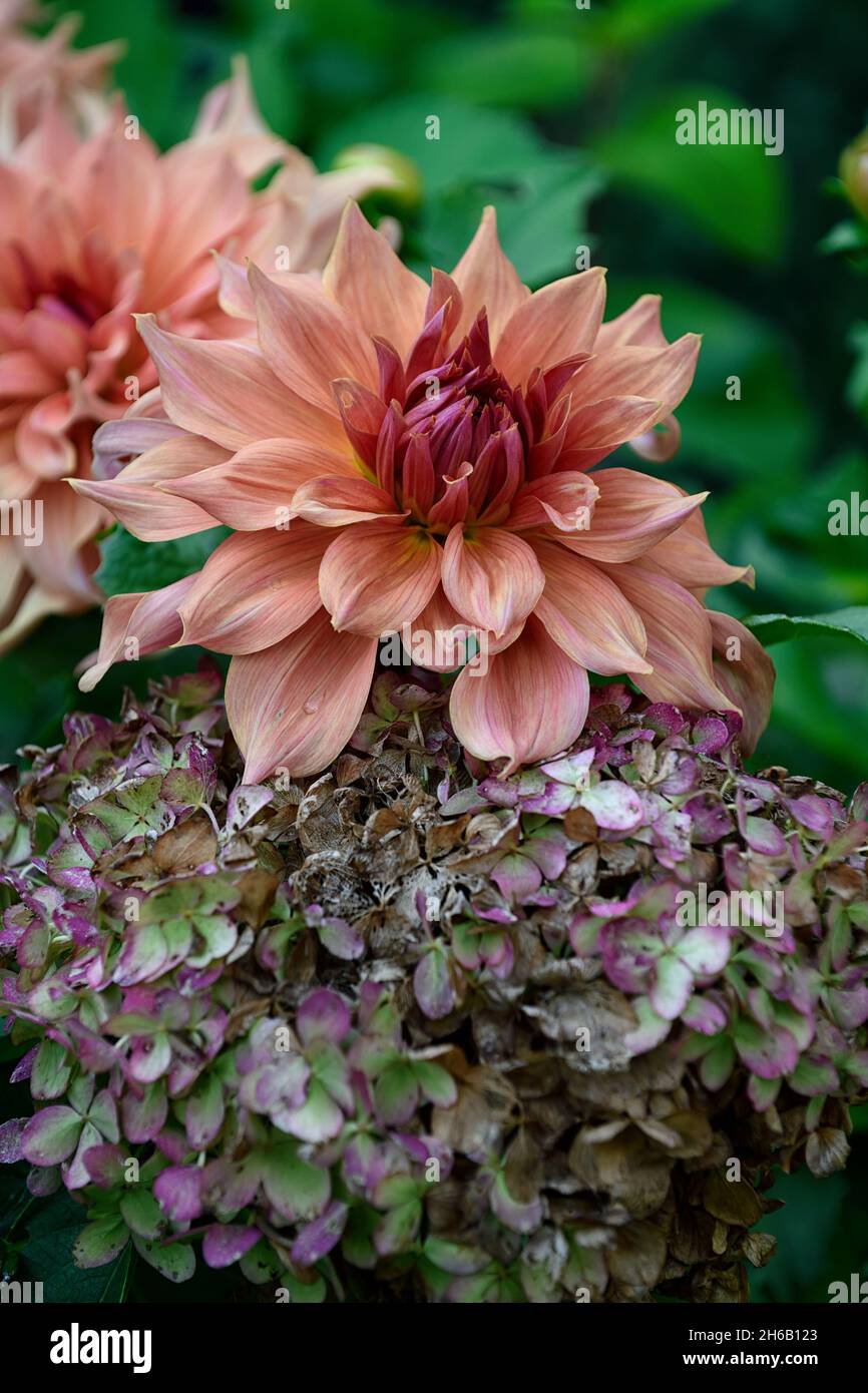 Dahlia Belle of Barmera,Decorative dahlia,dahlias,dinnerplate dahlia,peach coral pink flowers,flower,flowering,late summer,RM Floral Stock Photo