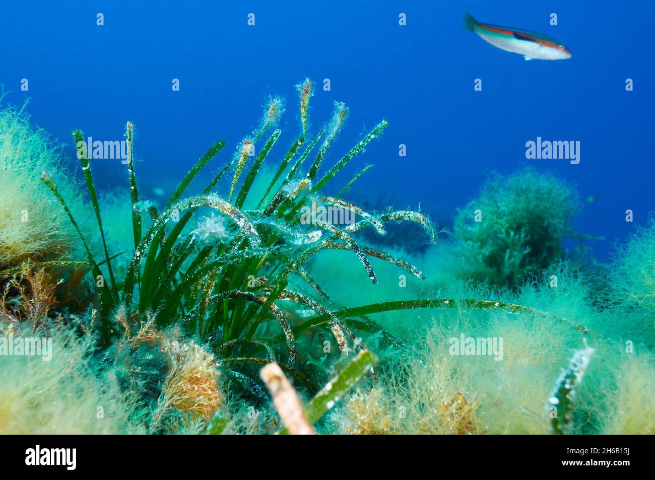 Underwater view of Neptune seagrass (Posidonia oceanica) plant in Ses Salines Natural Park (Formentera, Balearic Islands, Mediterranean Sea, Spain) Stock Photo