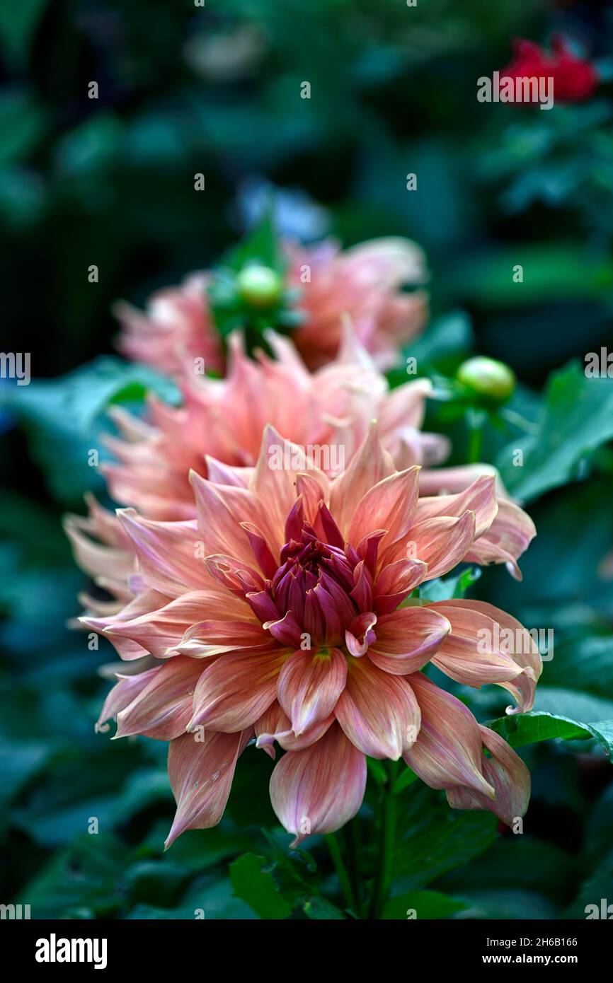 Dahlia Belle of Barmera,Decorative dahlia,dahlias,dinnerplate dahlia,peach coral pink flowers,flower,flowering,late summer,RM Floral Stock Photo