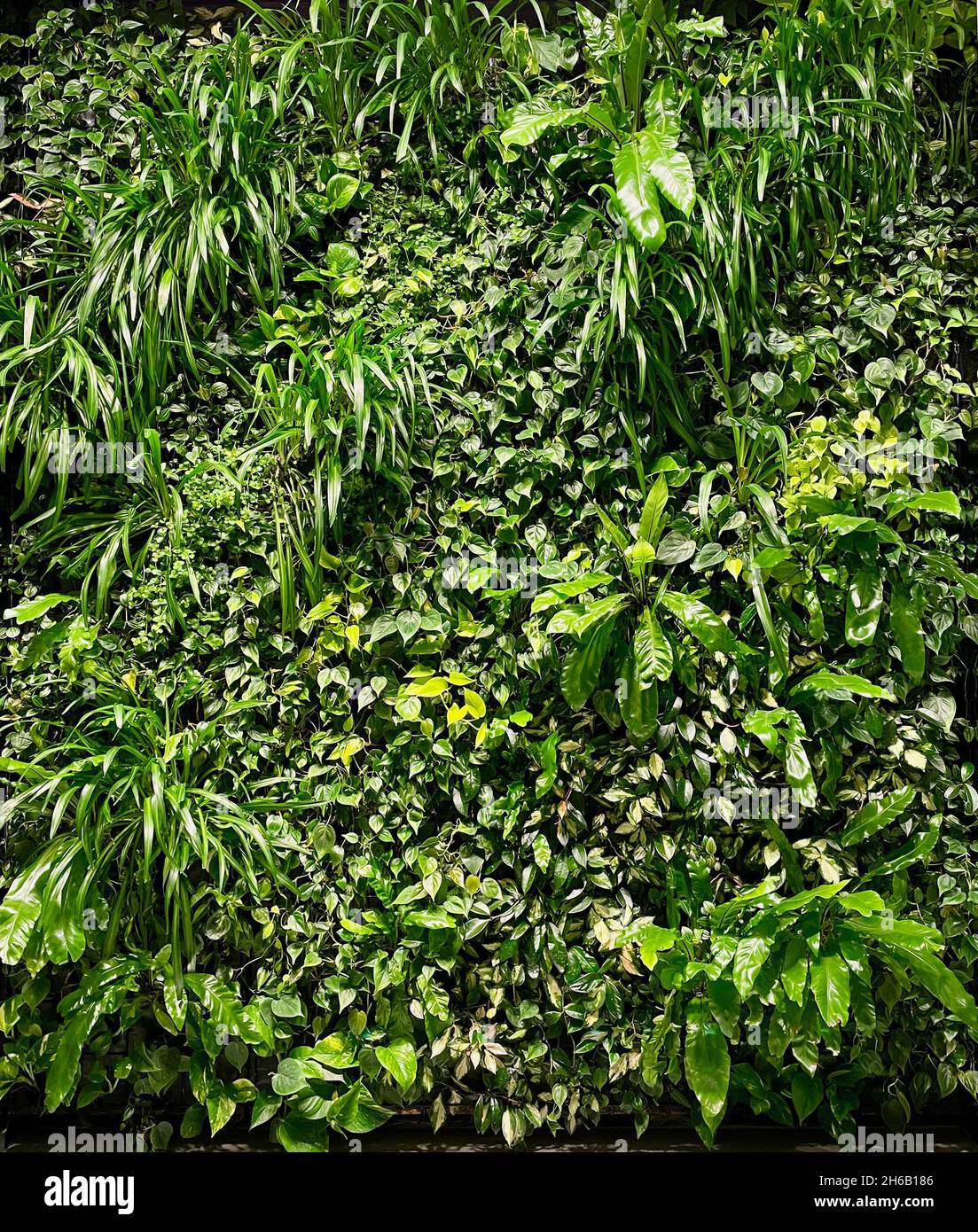 Wall fern gardening hi-res stock photography and images - Alamy