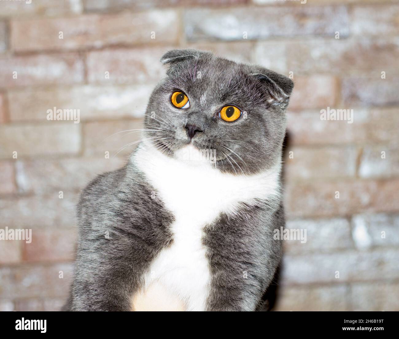 beautiful blue bicolor Scottish fold cat on the background of a brick
