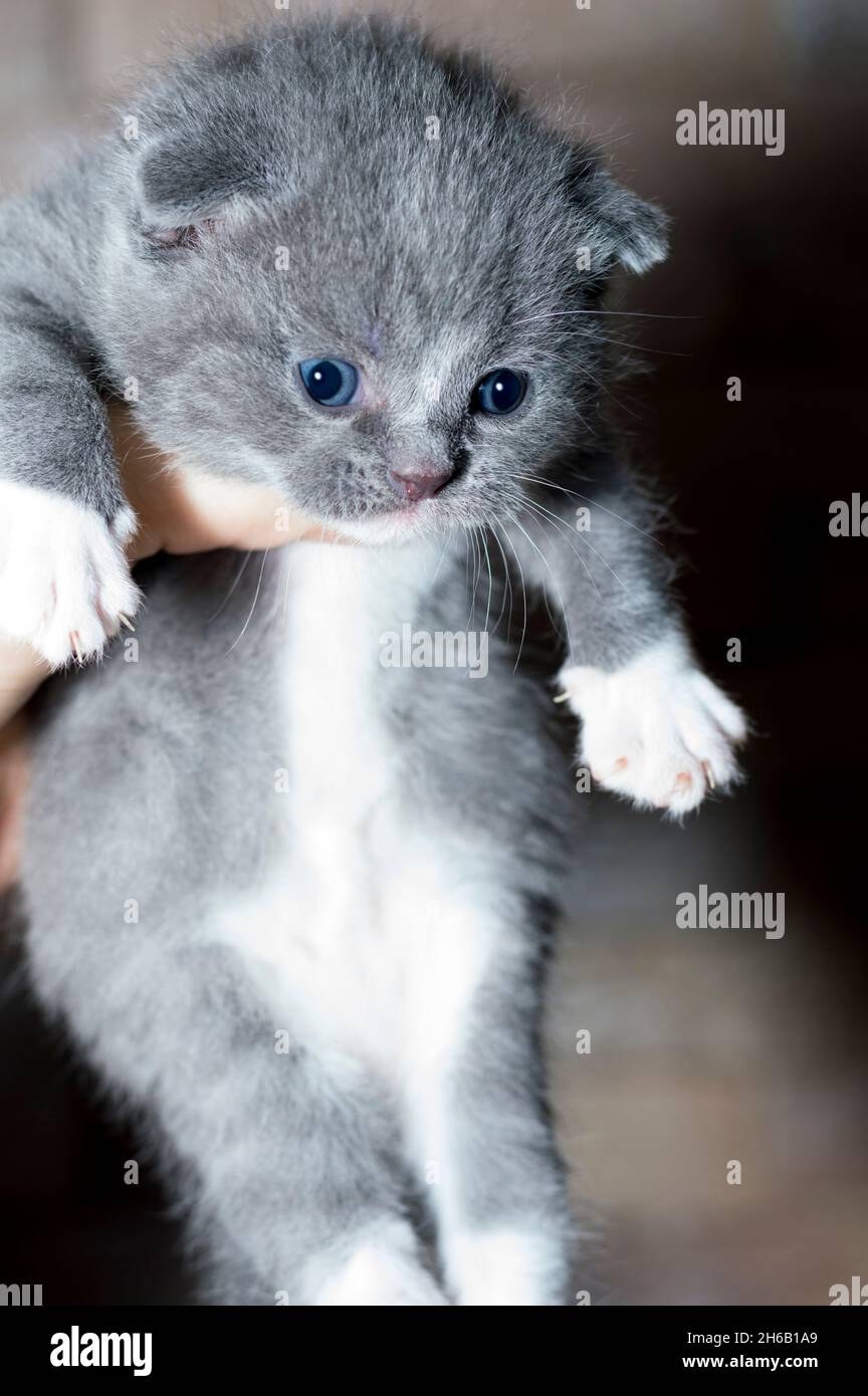 Scottish tiny bicolor kitten in the hands, the theme of cats and cats in the house, pets their photos and their life Stock Photo
