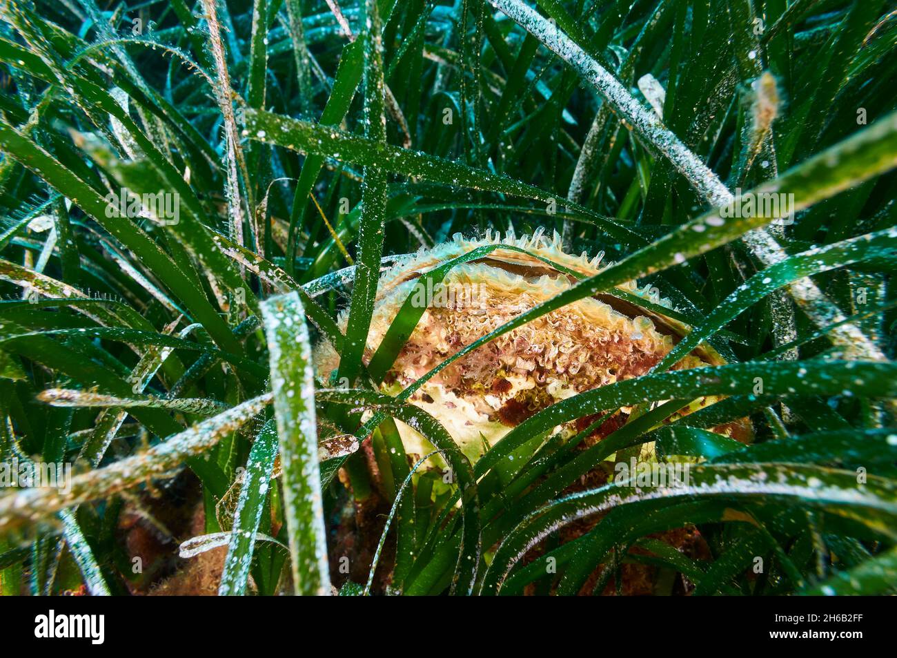 Noble pen shell (Pinna nobilis) in a Neptune seagrass (Posidonia oceanica) meadow in Ses Salines Natural Park (Formentera, Mediterranean Sea, Spain) Stock Photo