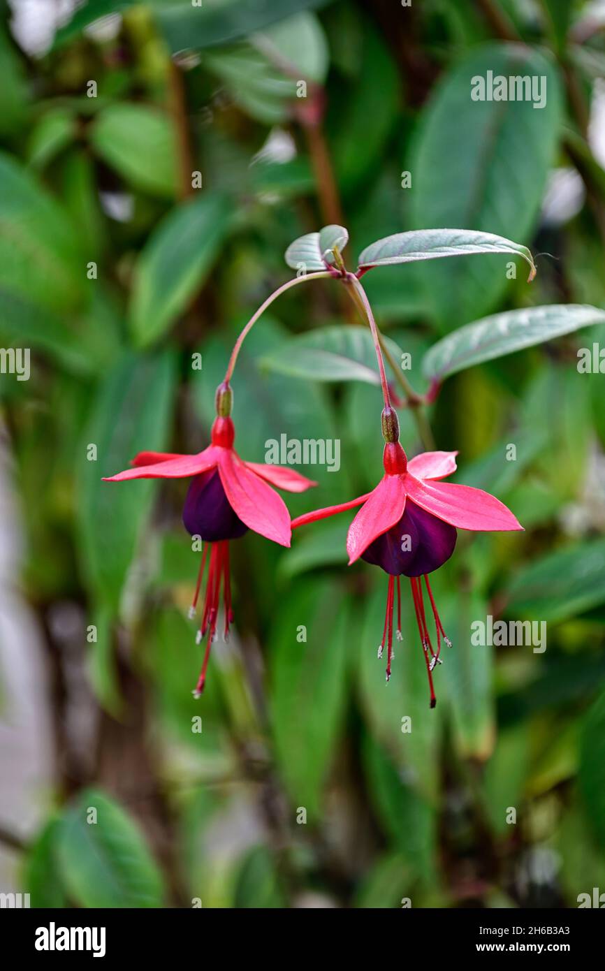 Fuschia lady boothby hires stock photography and images Alamy