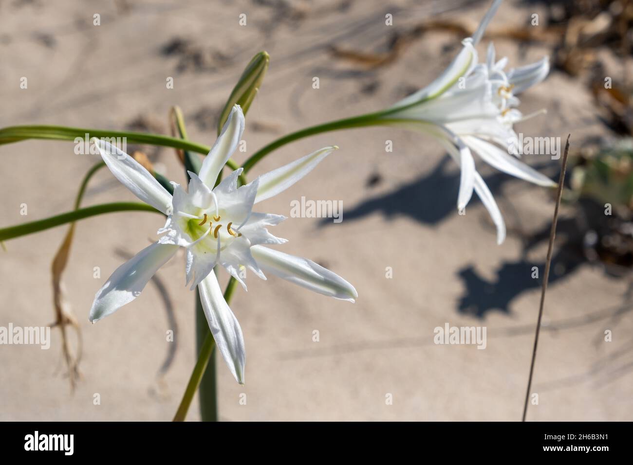 Sea daffodil, Pancratium maritimum, bulbous wild plant blooming, white flowers. Sand lily grows in sandy beach at Mediterranean seaside. Stock Photo