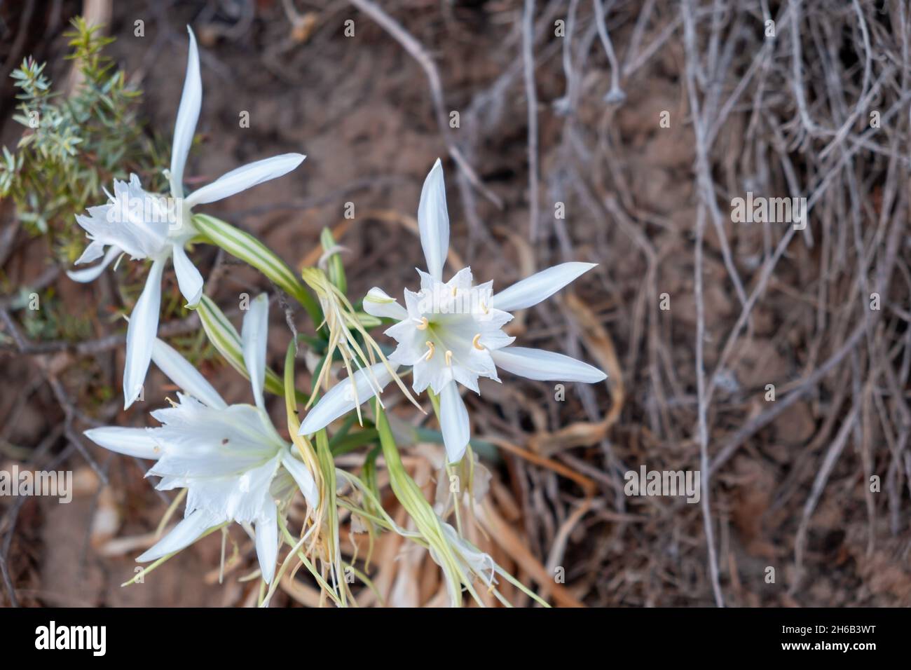 Pancratium maritimum or sea daffodil is a perennial evergreen wild plant with white flowers. Sand lily with sun help born and grows in sandy soil at s Stock Photo