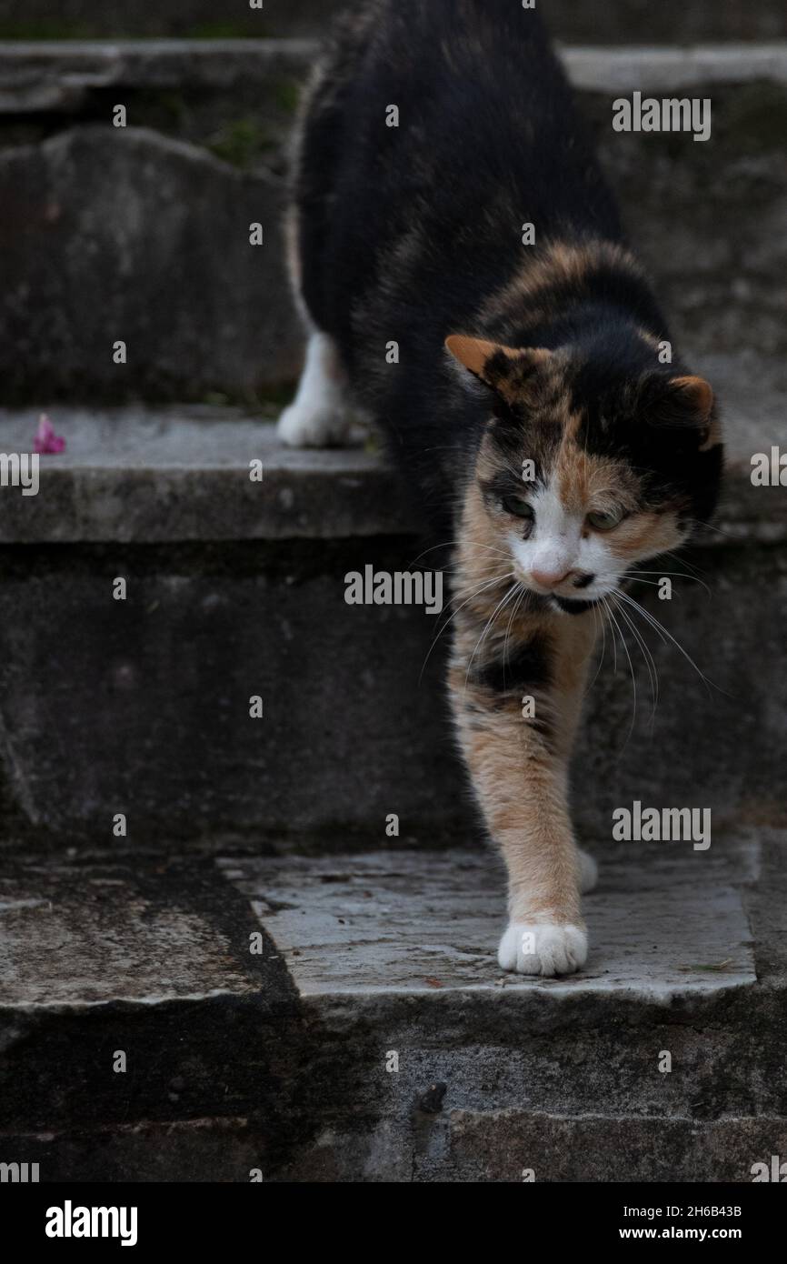 Colorful cat walking down the stairs Stock Photo Alamy