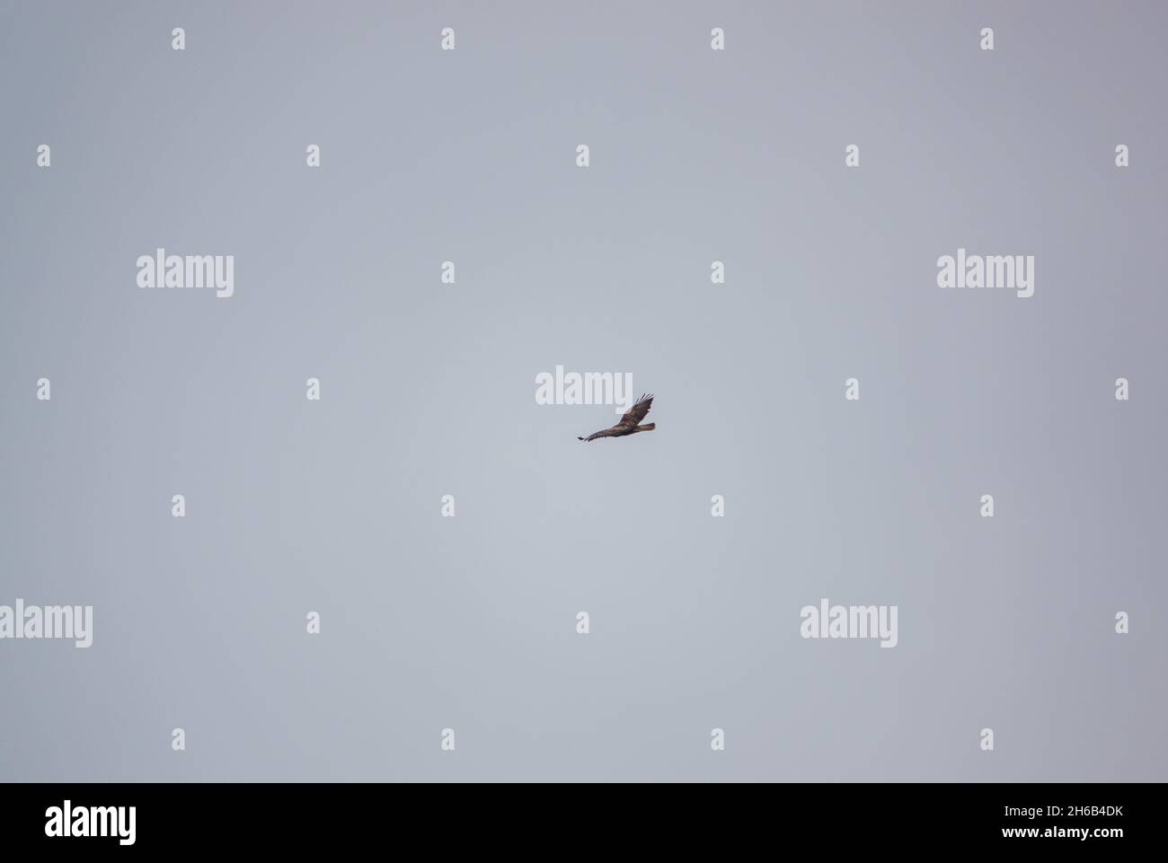 a buzzard (Buteo buteo) soaring on thermals looking for prey or carrion Stock Photo