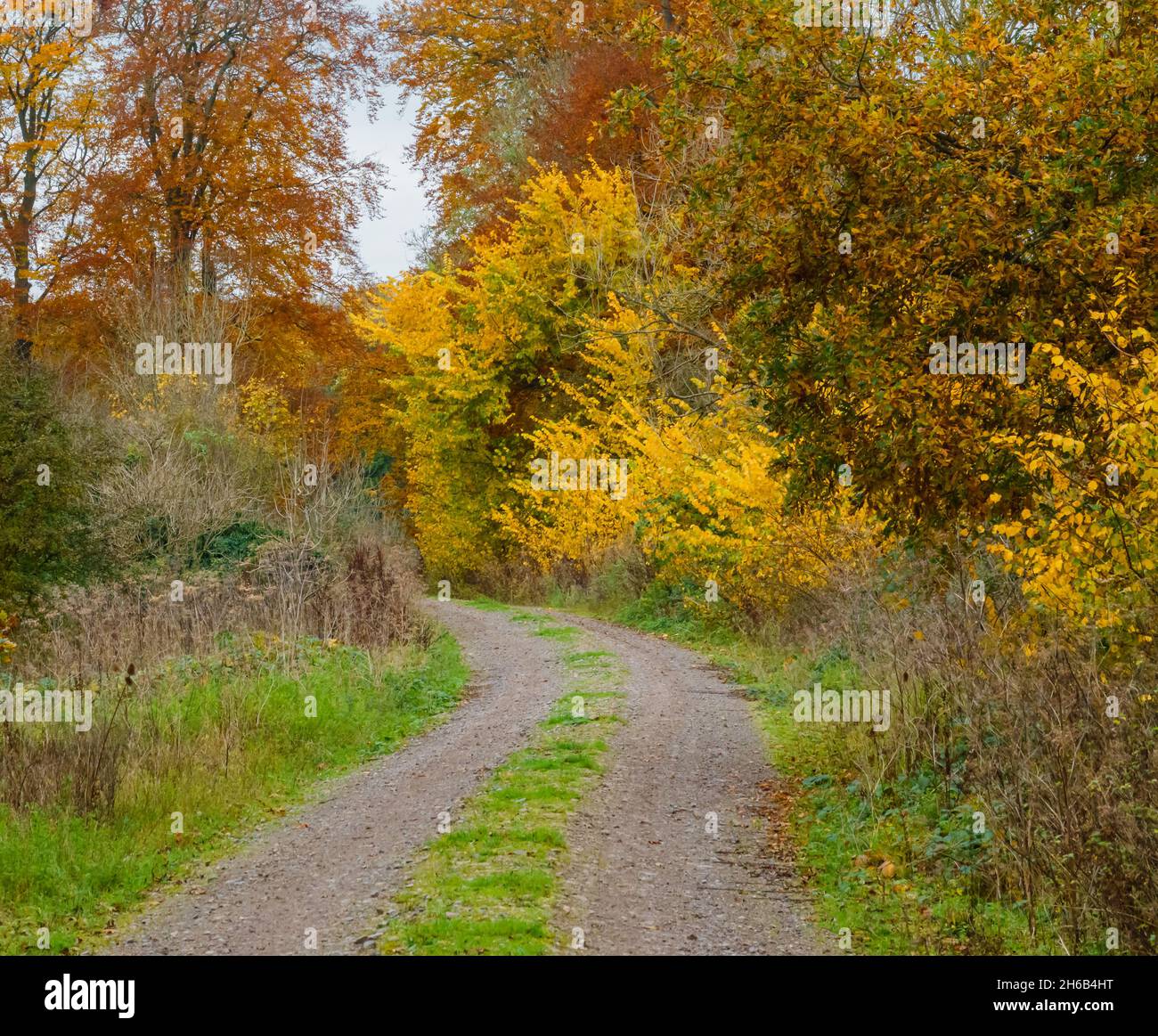 an autumnal track glowing with gold, yellow and copper leaves Stock Photo