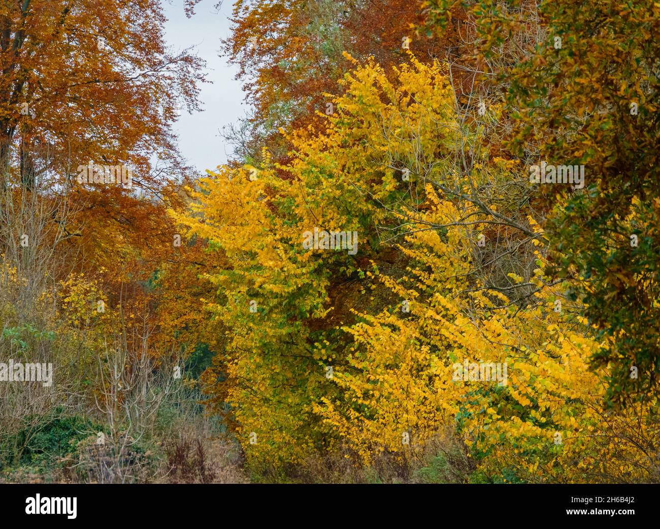 an autumnal track glowing with gold, yellow and copper leaves Stock Photo