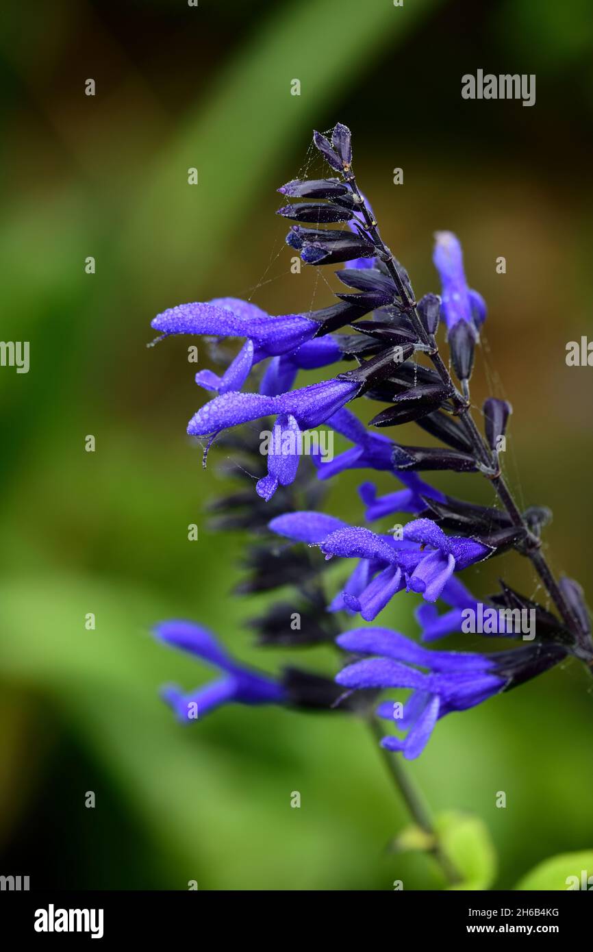 Salvia guaranitica Black and Bloom,purple,sage,sages,flower,flowers