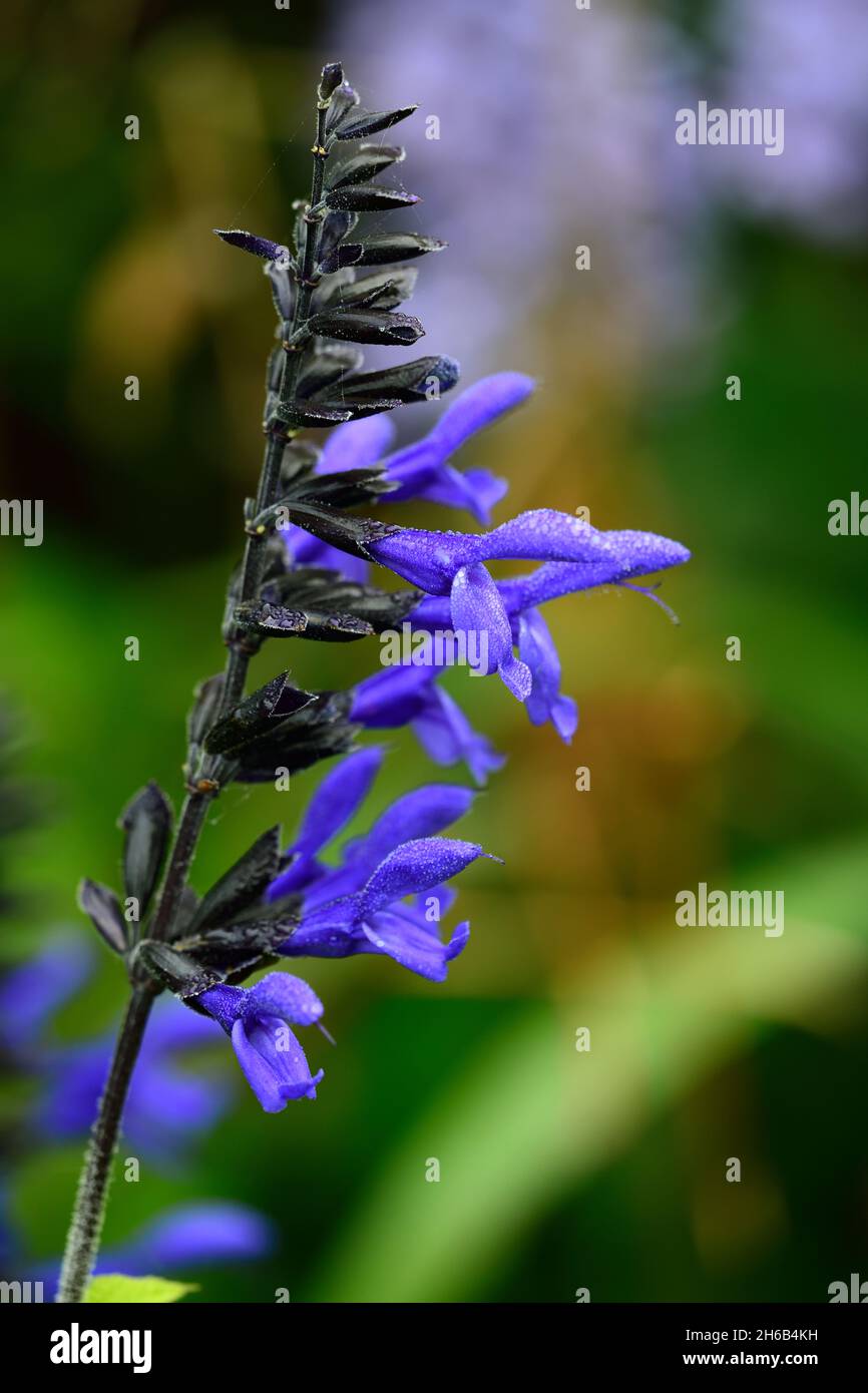 Salvia guaranitica Black and Bloom,purple,sage,sages,flower,flowers