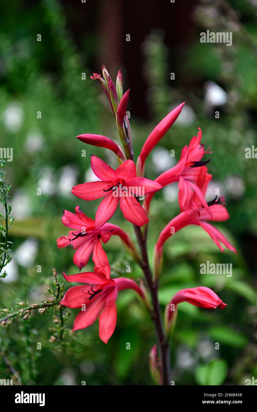 Watsonia Borbonica,Bugle lily,pink flower,coral pink flowers,pink watsonias,flower,flowers,spike,spikes,perennial,mixed bed,border,planting scheme,RM Stock Photo