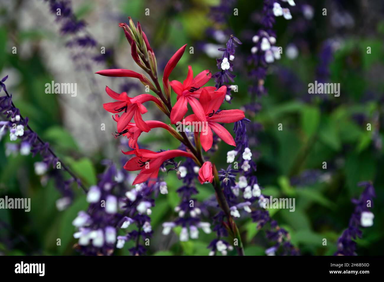 Watsonia borbonica,pink,coral pink flowers,flower,flowering,bloom,Cape Horn Lily,Salvia Phyllis Fancy,Out of season,flowering out of season,RM Floral Stock Photo