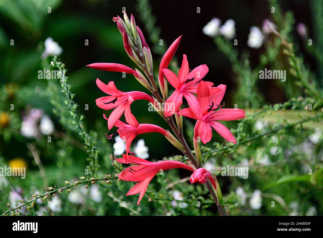 Watsonia Borbonica,Bugle lily,pink flower,coral pink flowers,pink watsonias,flower,flowers,spike,spikes,perennial,mixed bed,border,planting scheme,RM Stock Photo
