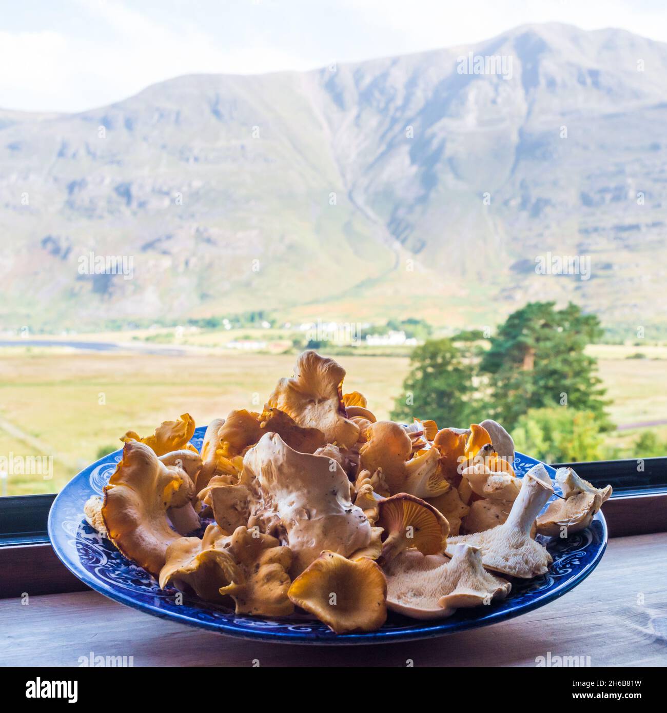 UK, Scotland, Wester Ross, Loch Torridon. Locally harvested chanterelle (Cantharellus Cibarius), or girolle & Hedgehog mushrooms (Hydnum repandum) Stock Photo