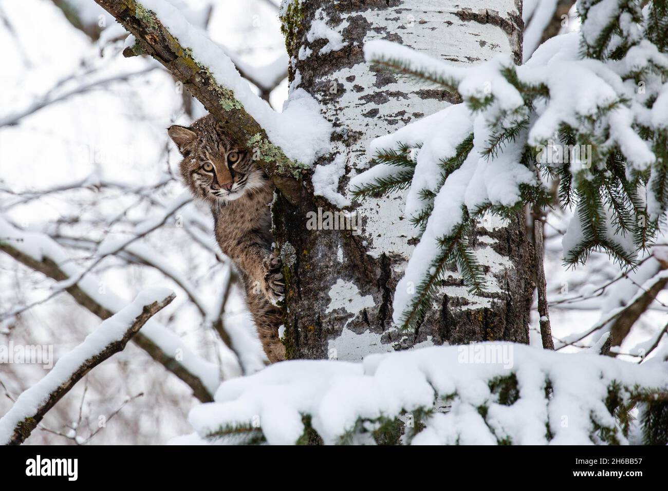 Bobcat (Felis rufus) clinging to a Wisconsin poplar tree in November, horizontal Stock Photo