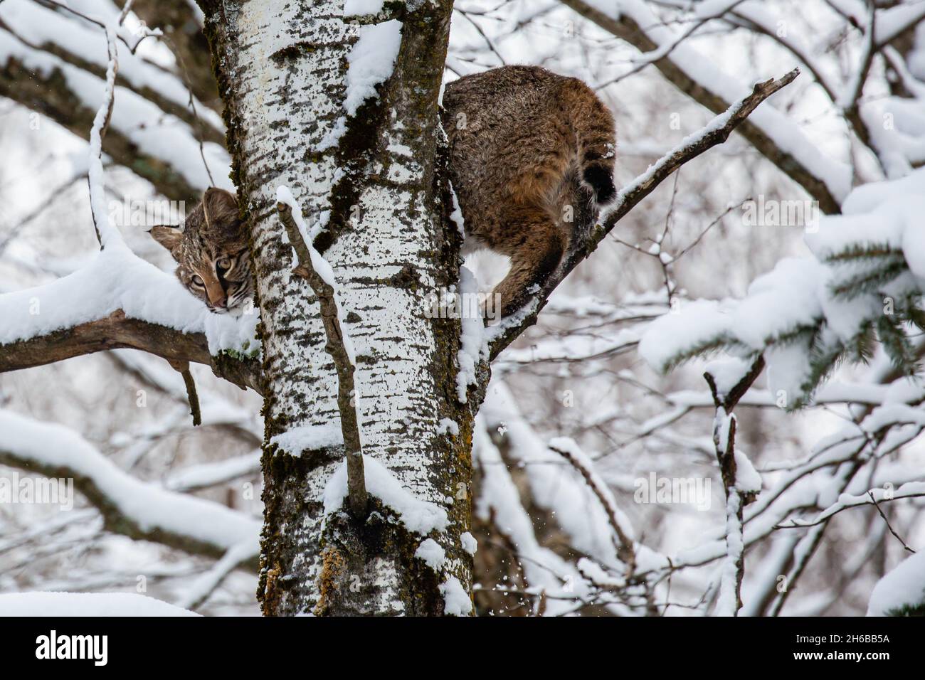 Bobcat (Felis rufus) standing in a Wisconsin poplar tree in November, horizontal Stock Photo