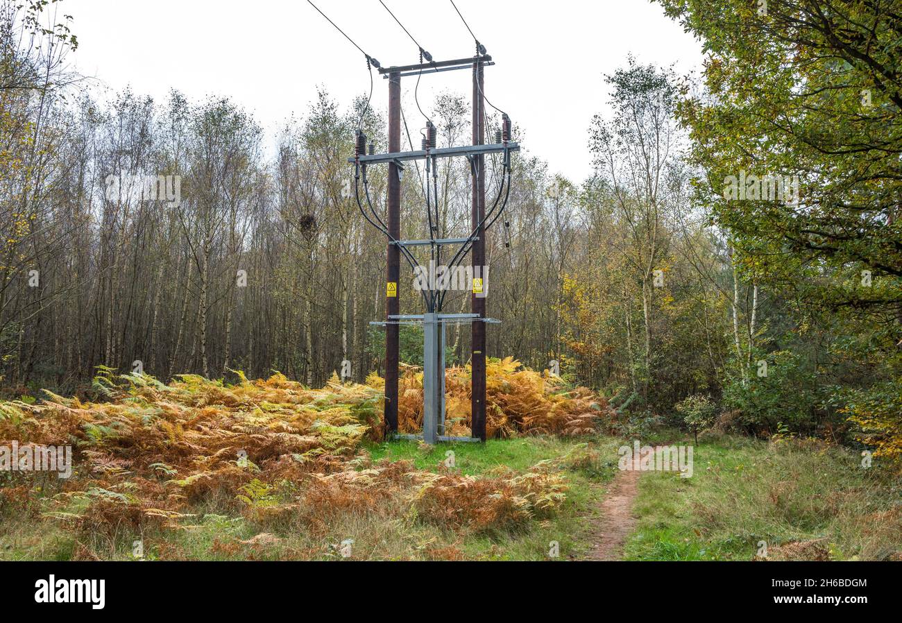 33KV overhead electrical supply mounted onto wooden poles and protected by a barded wire barrier in a woodland. Stock Photo