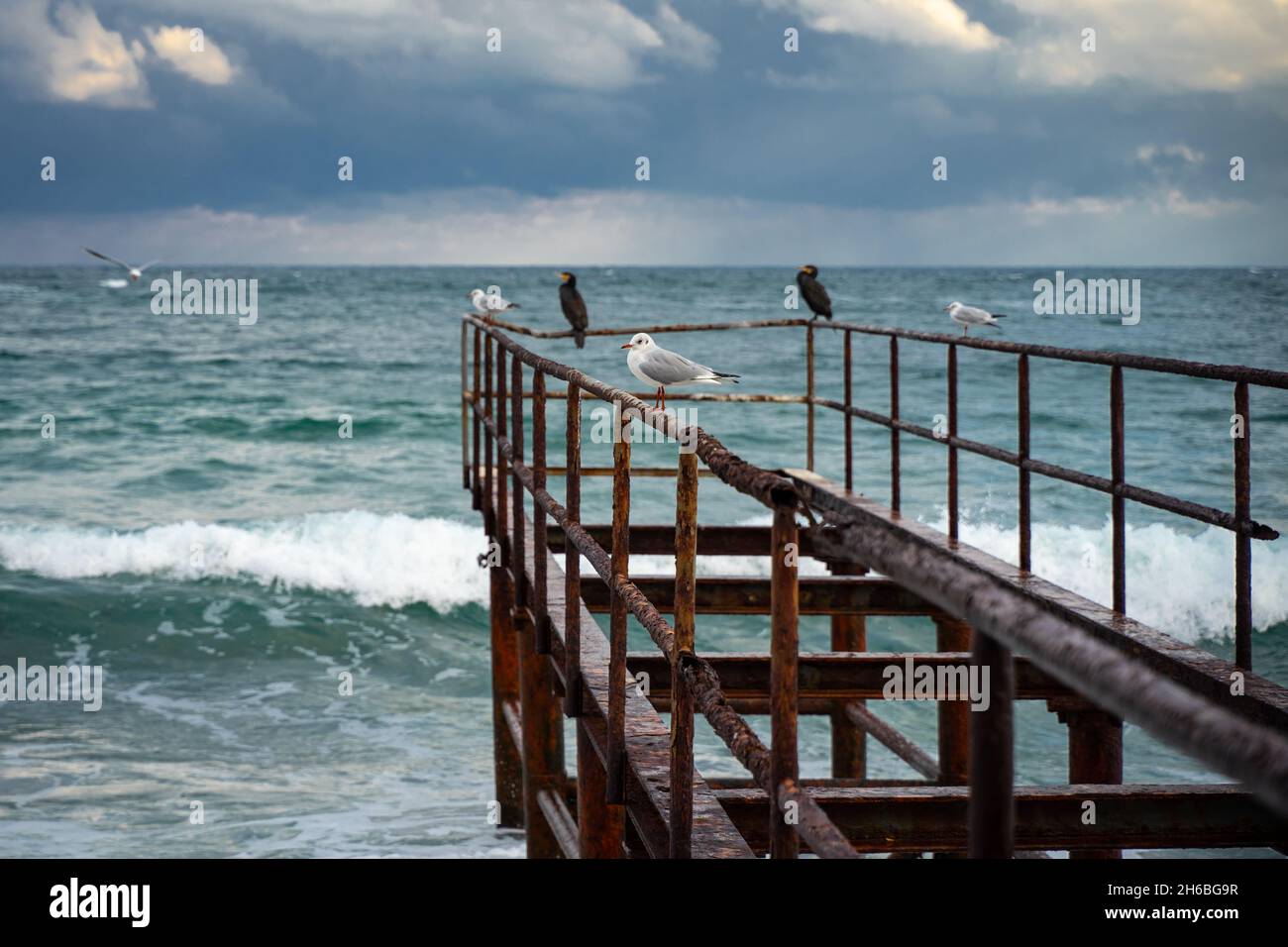 Seagulls and cormorant birds are sitting on a rusty rail pier above the Black Sea in Sozopol, Bulgaria Stock Photo