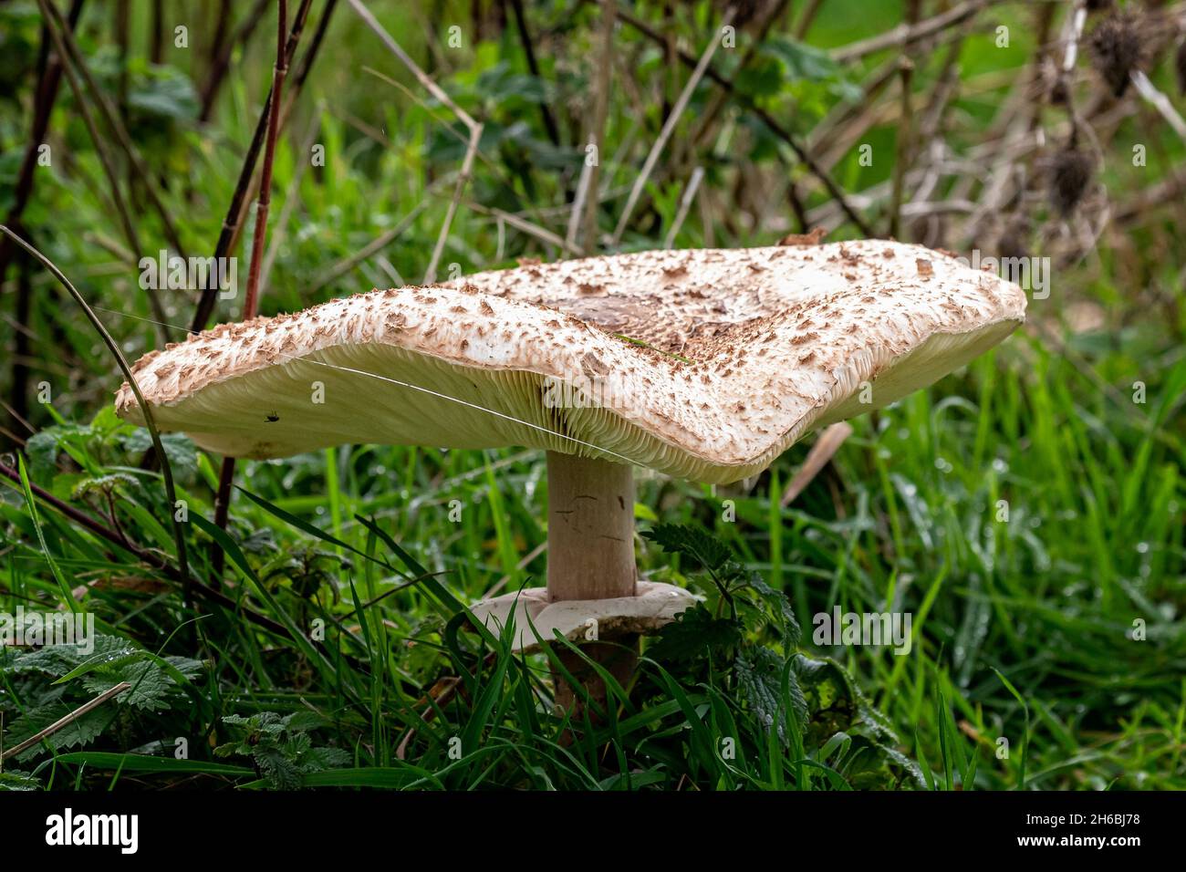 Close up of a shaggy parasol mushroom with brown scales Stock Photo