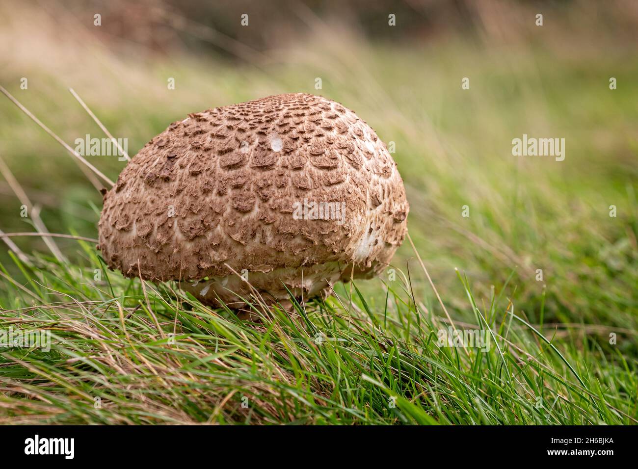 Close up of a shaggy parasol mushroom with brown scales Stock Photo