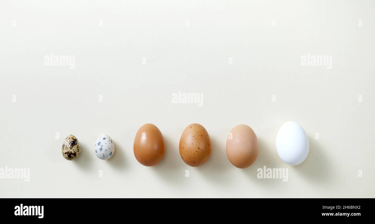 A background photo with various eggs Stock Photo